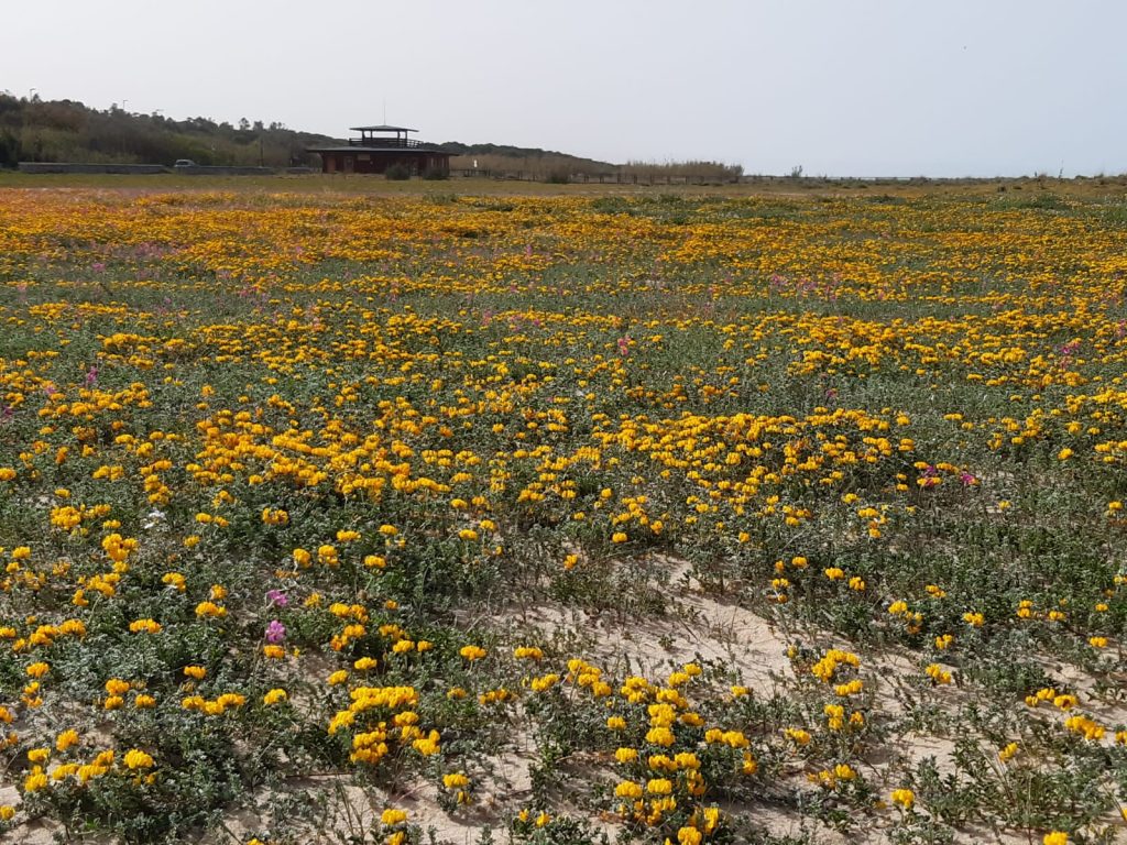 Dune di Petacciato