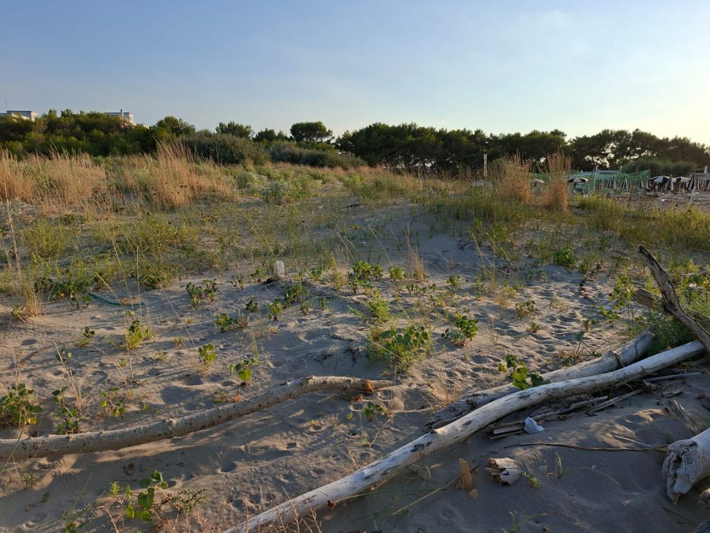 Campomarino Lido dune
